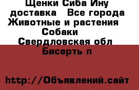 Щенки Сиба Ину доставка - Все города Животные и растения » Собаки   . Свердловская обл.,Бисерть п.